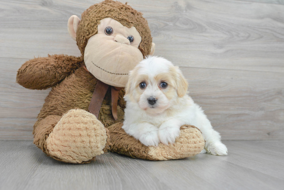 Hypoallergenic Havanese Baby