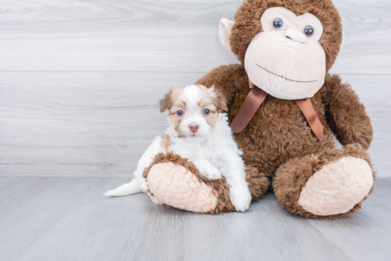 Havanese Pup Being Cute