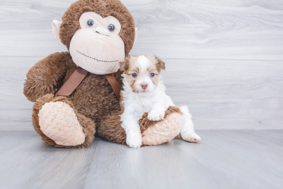 Havanese Puppy for Adoption