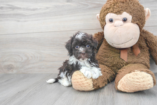 Funny Havanese Purebred Pup