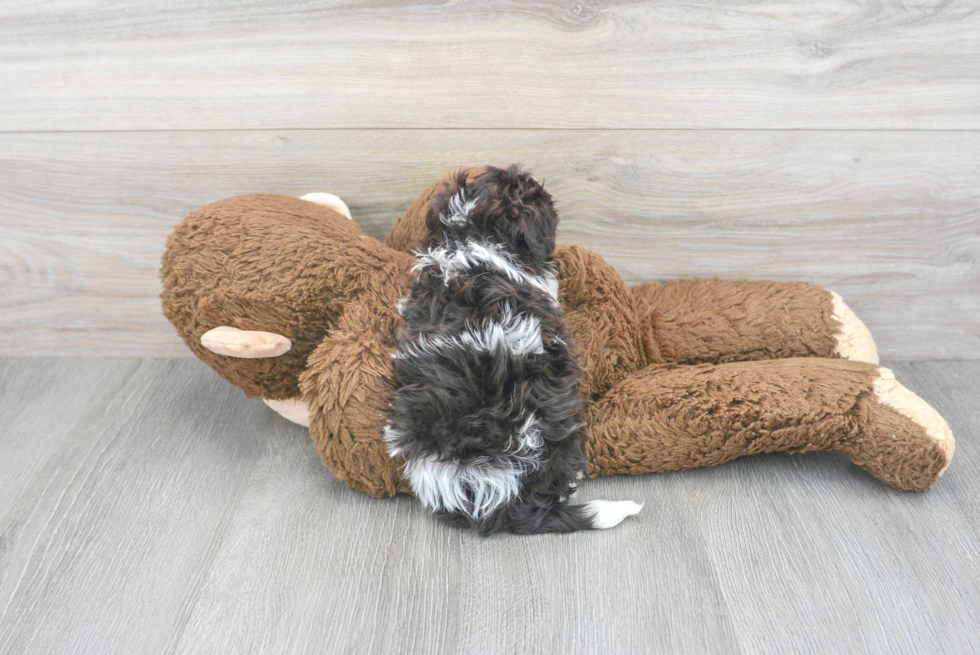 Small Havanese Baby