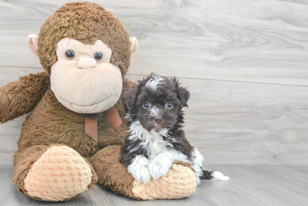 Small Havanese Purebred Pup