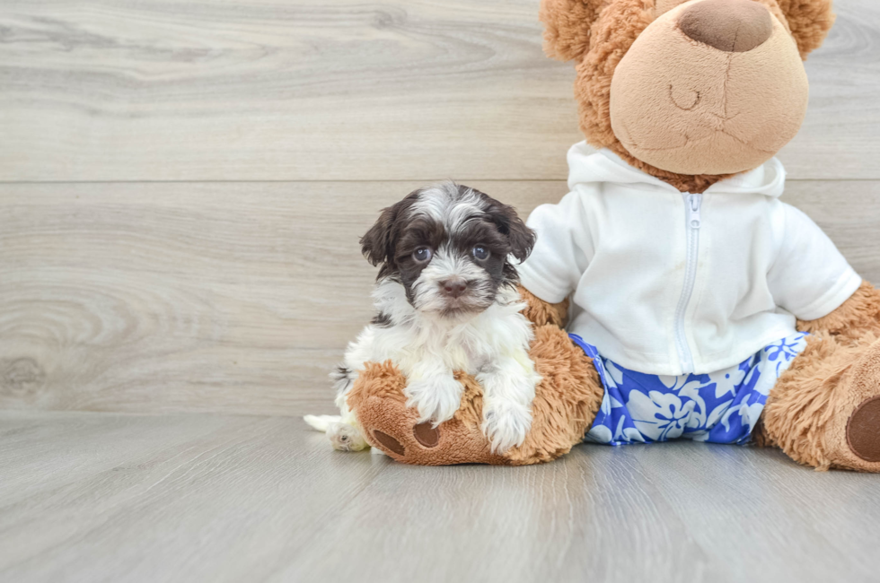 7 week old Havanese Puppy For Sale - Premier Pups