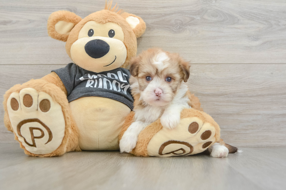 6 week old Havanese Puppy For Sale - Premier Pups