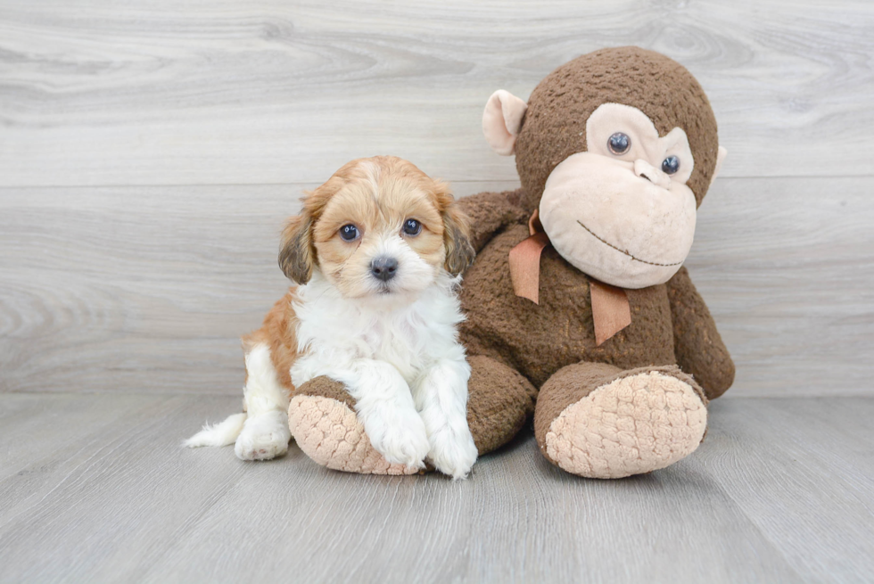 Little Havanese Purebred Pup