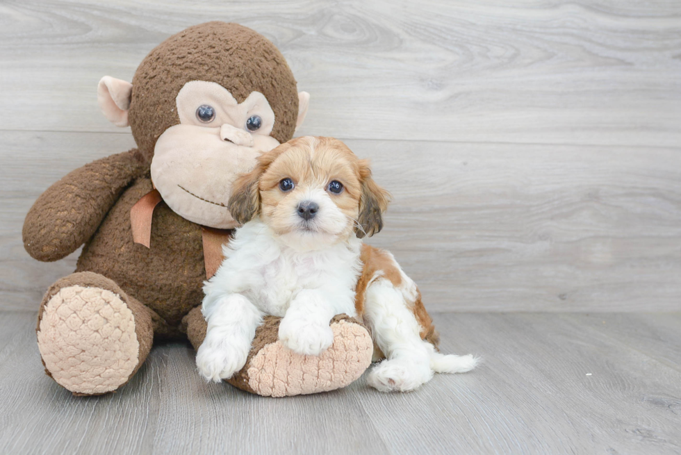 Havanese Puppy for Adoption