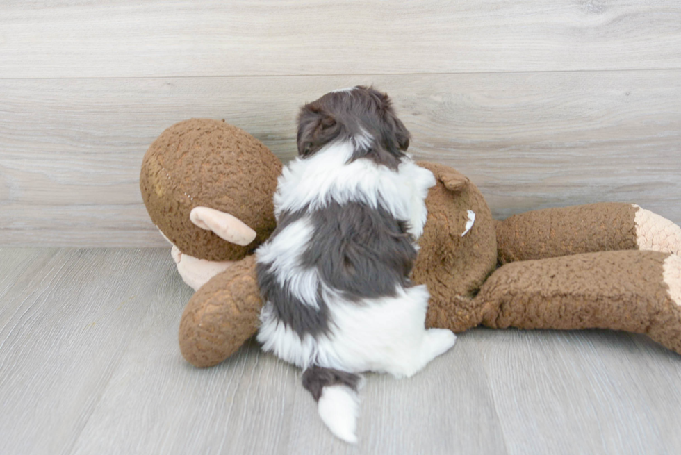 Friendly Havanese Purebred Pup