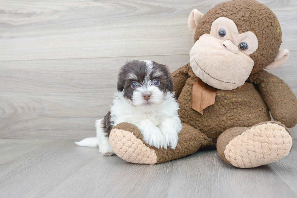 Smart Havanese Purebred Puppy