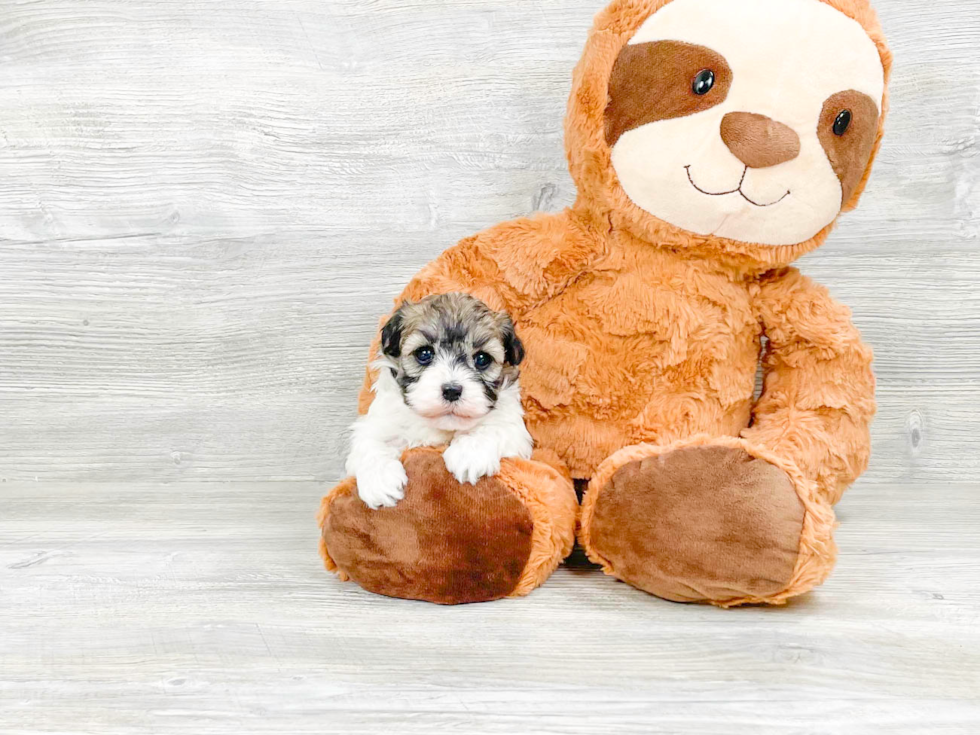 Fluffy Havanese Purebred Puppy