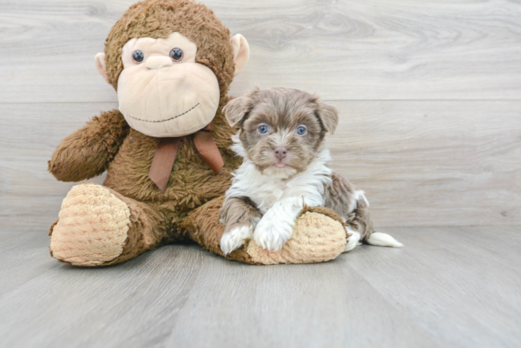 Cute Havanese Purebred Puppy