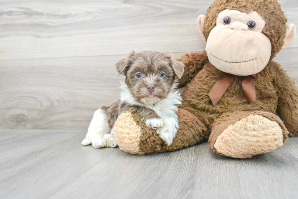 Petite Havanese Purebred Puppy