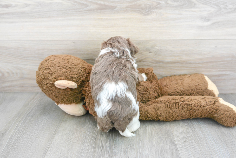 Akc Registered Havanese Purebred Pup