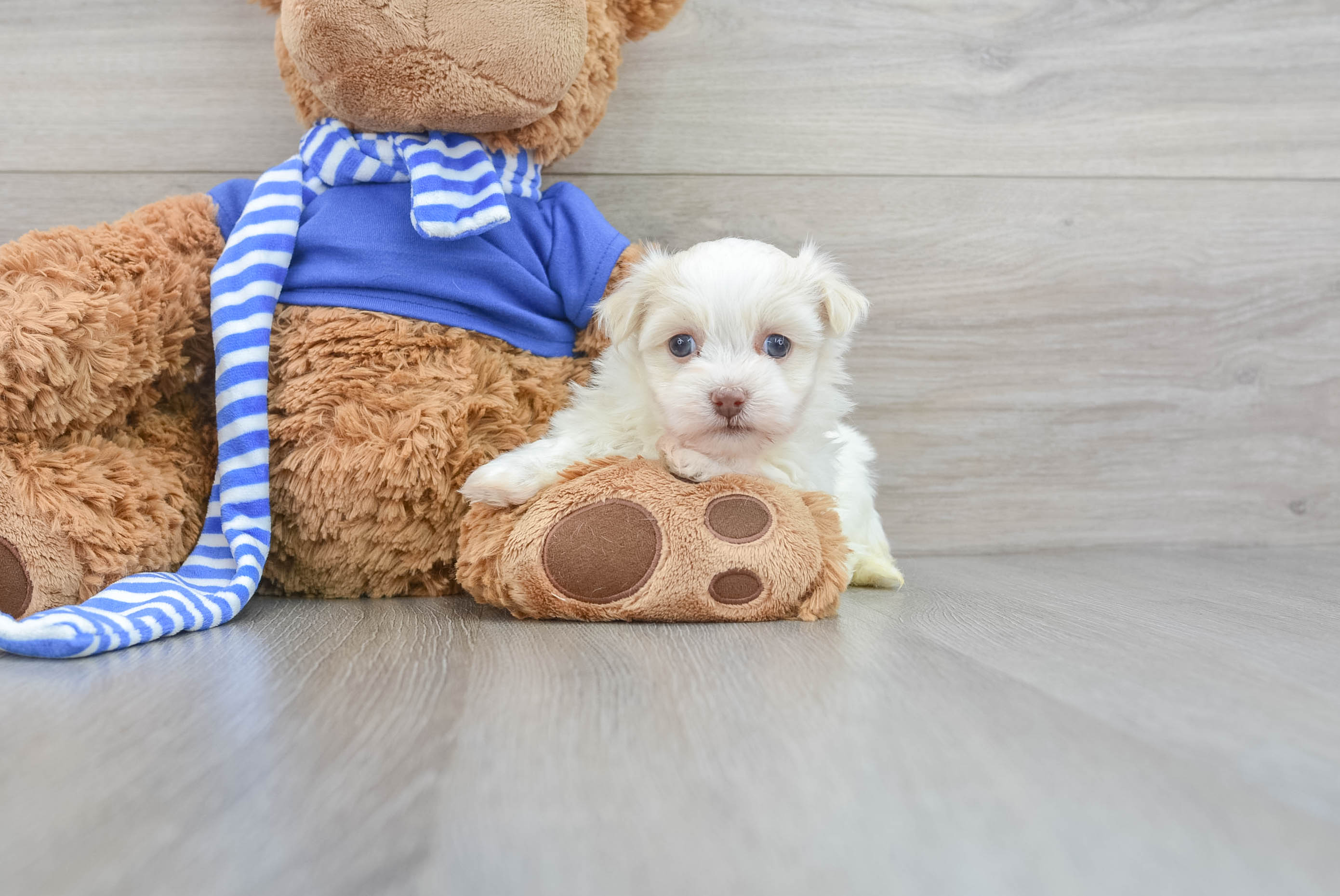 Fluffy Havanese Purebred Puppy