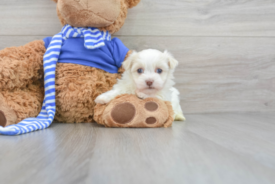 Fluffy Havanese Purebred Puppy