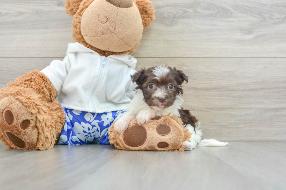 7 week old Havanese Puppy For Sale - Premier Pups