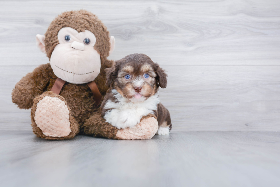 Hypoallergenic Havanese Baby