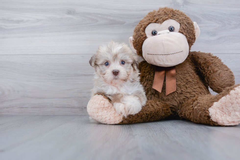 Havanese Puppy for Adoption