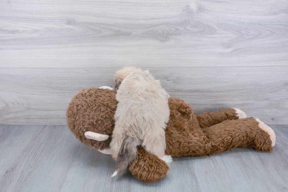 Adorable Havanese Purebred Puppy