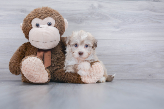 Havanese Puppy for Adoption