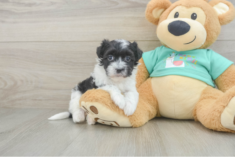 Friendly Havanese Baby