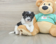 7 week old Havanese Puppy For Sale - Premier Pups