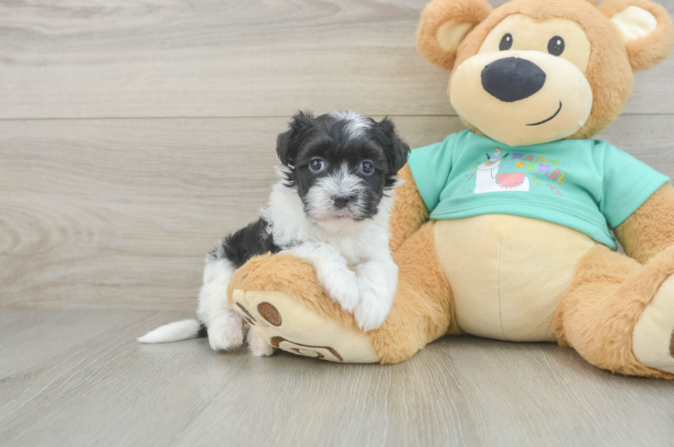 5 week old Havanese Puppy For Sale - Premier Pups
