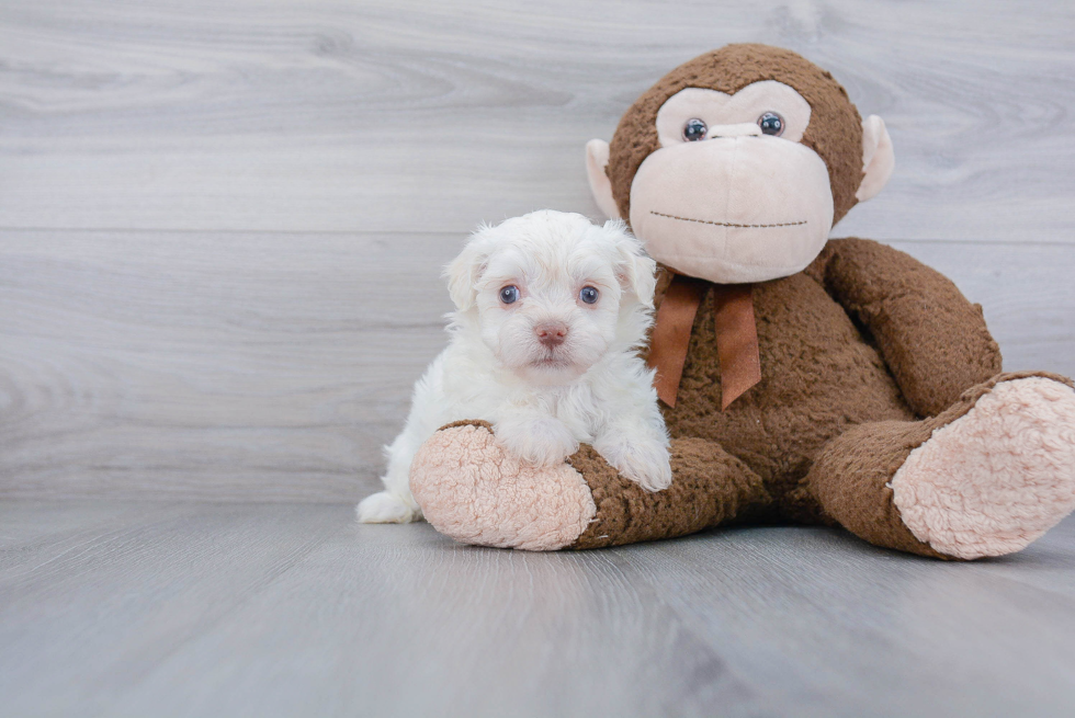 Popular Havanese Purebred Pup