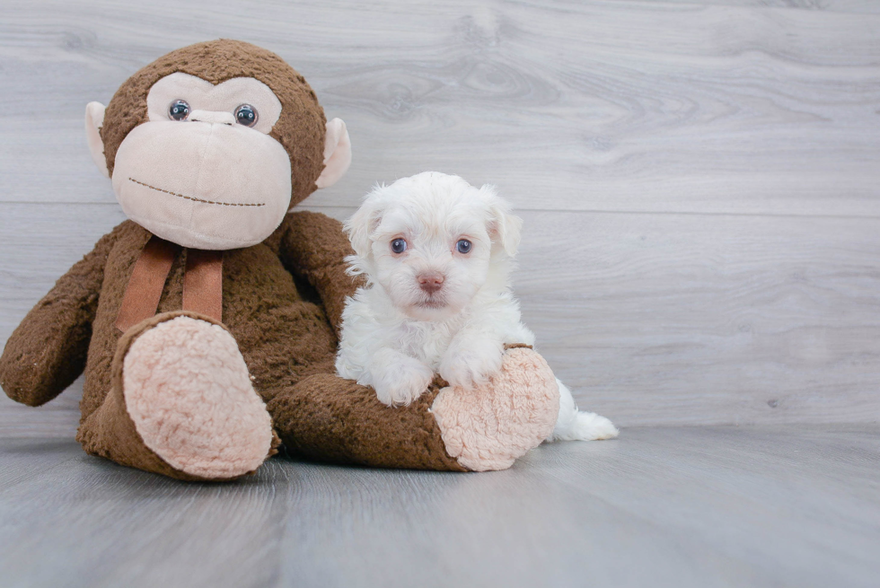 Havanese Puppy for Adoption