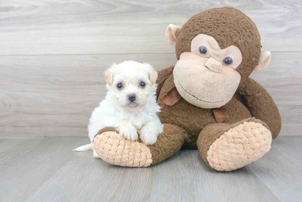 Havanese Pup Being Cute