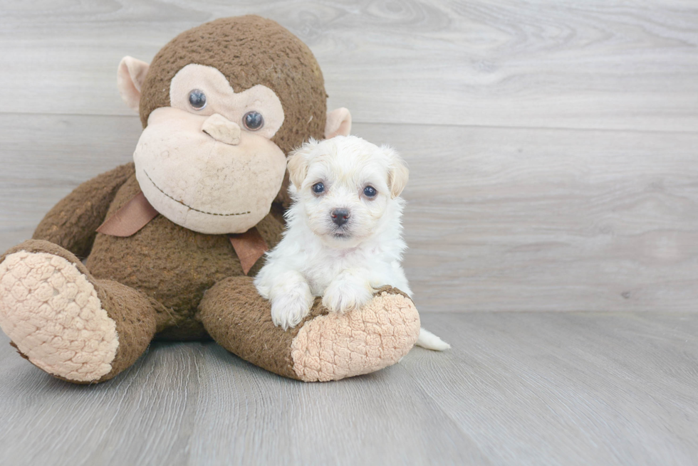 Akc Registered Havanese Purebred Pup