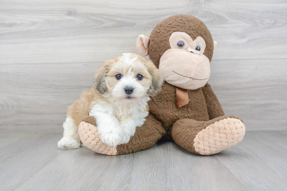 Small Havanese Baby