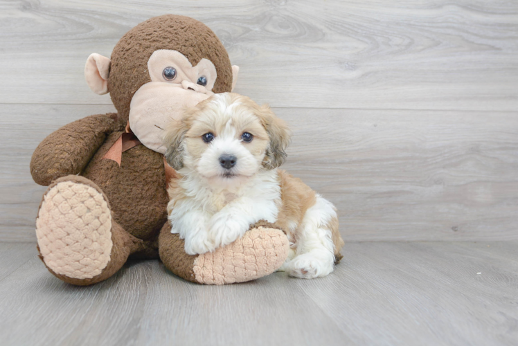 Adorable Havanese Purebred Puppy