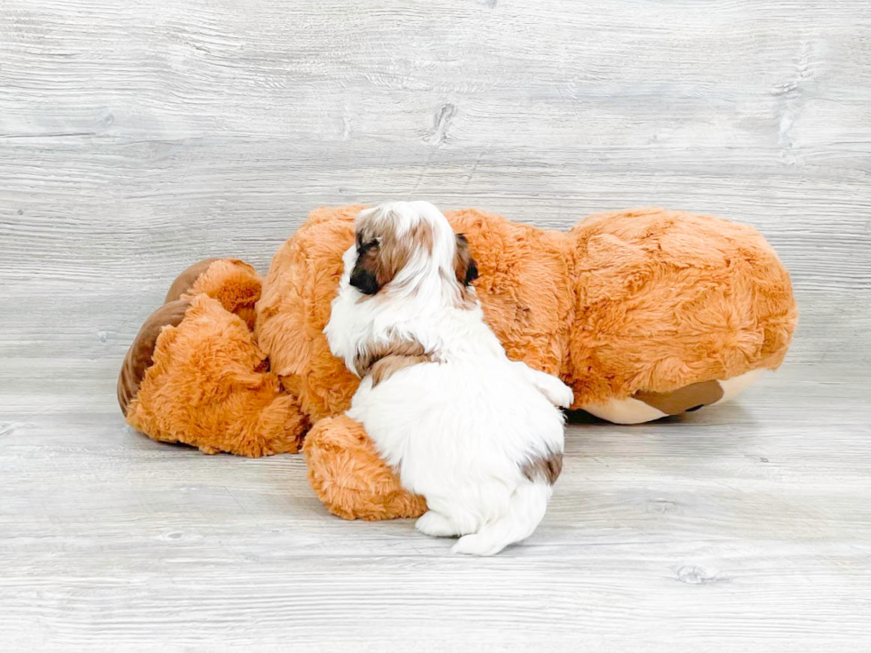 Best Havanese Baby