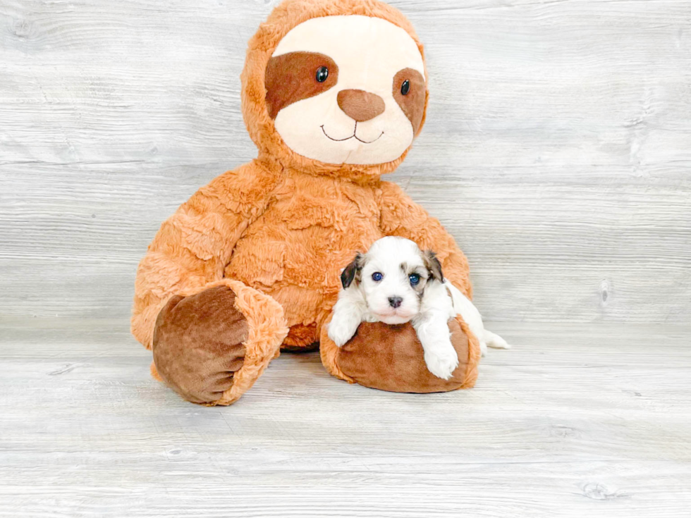 Best Havanese Baby