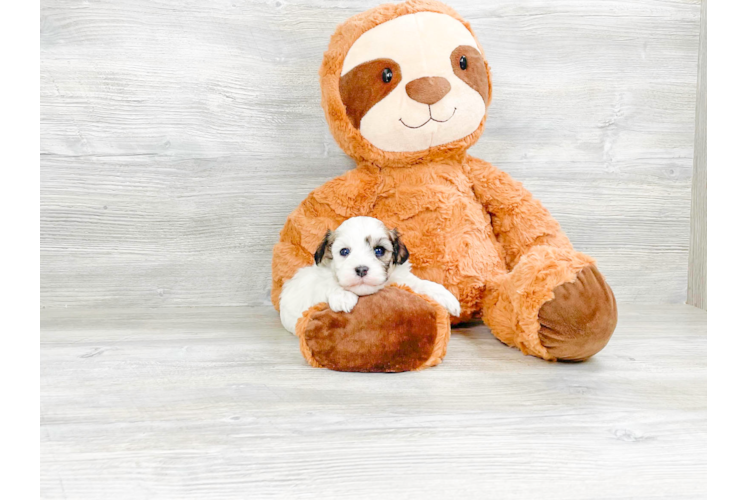 Cute Havanese Purebred Puppy