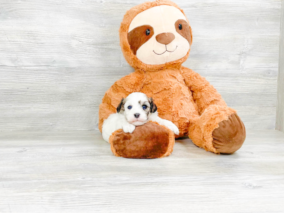 Cute Havanese Purebred Puppy