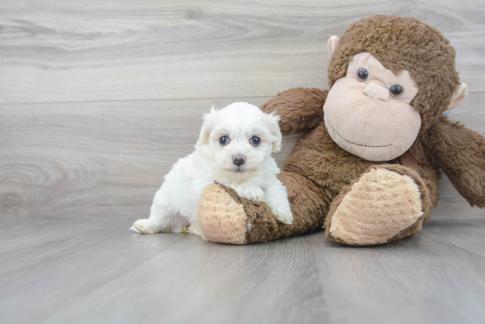 Funny Havanese Baby