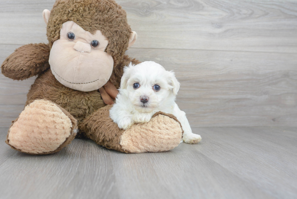 Best Havanese Baby