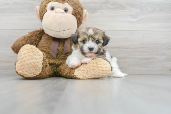 Akc Registered Havanese Baby