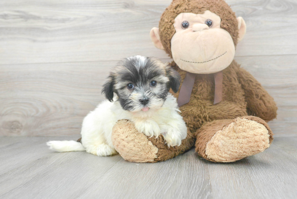 Fluffy Havanese Purebred Puppy