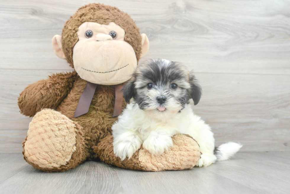 Adorable Havanese Purebred Puppy