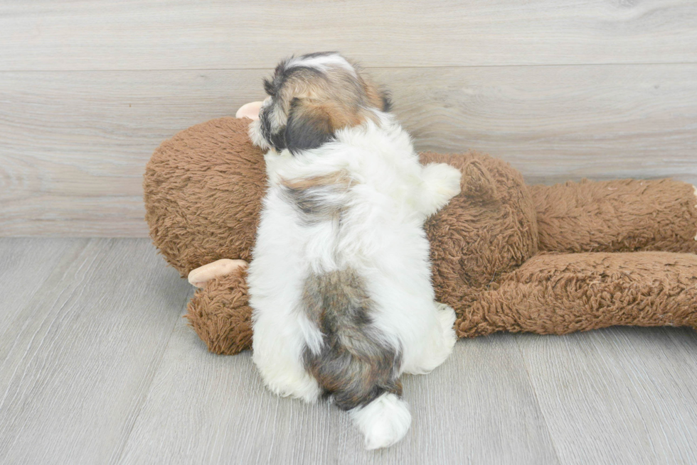 Energetic Havanese Purebred Puppy