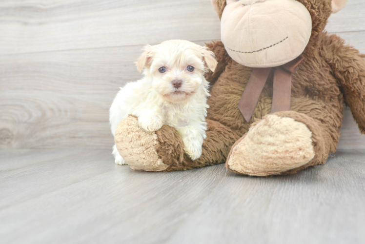 Havanese Puppy for Adoption