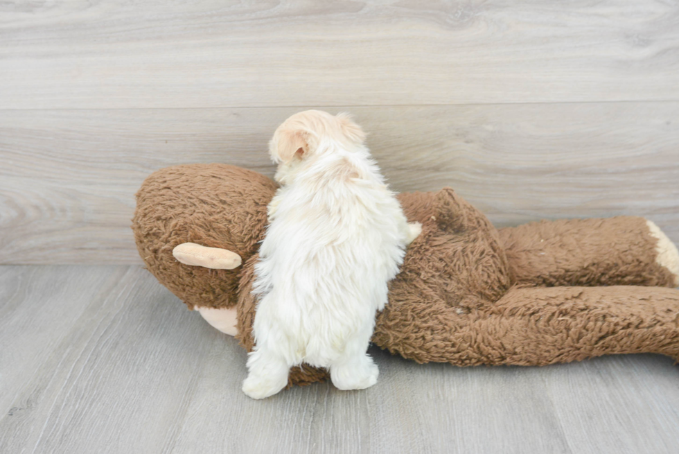 Happy Havanese Purebred Puppy