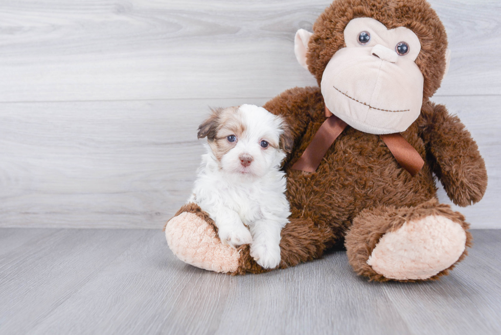 Best Havanese Baby