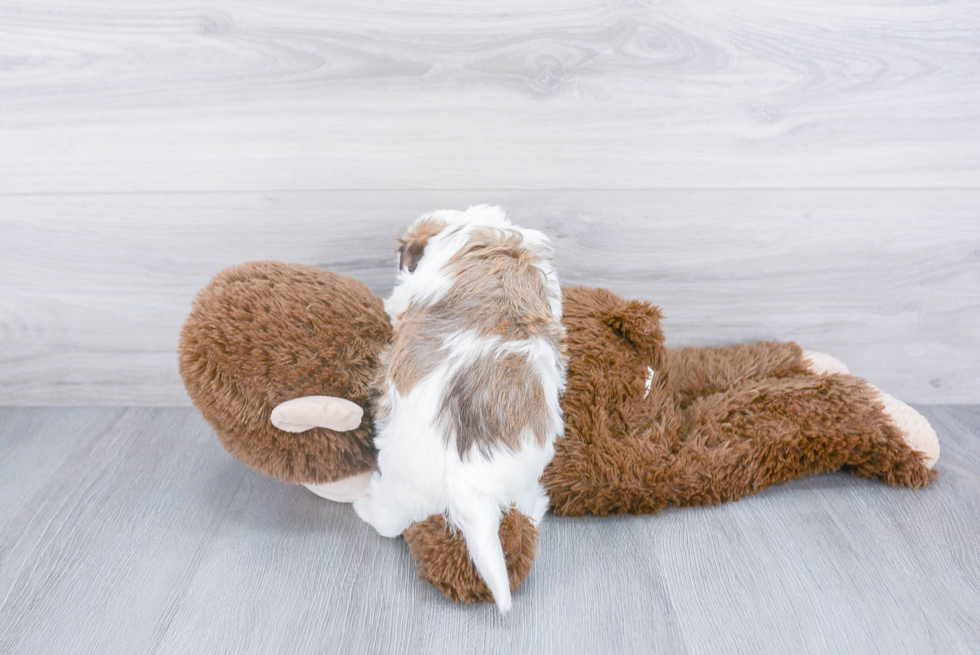 Havanese Pup Being Cute