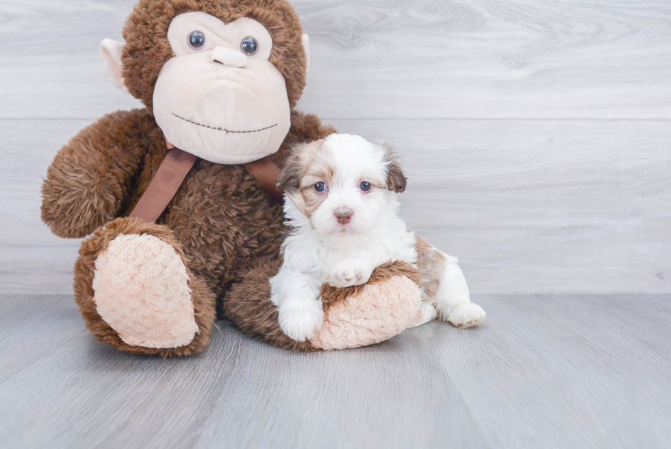 Friendly Havanese Purebred Pup