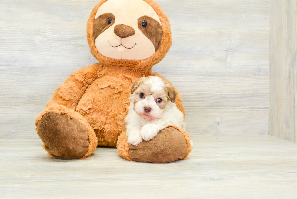 Small Havanese Baby