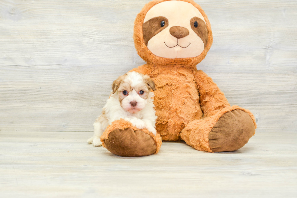Small Havanese Baby