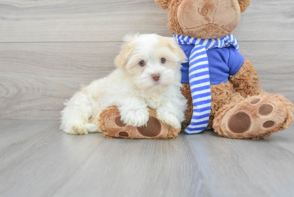 Havanese Pup Being Cute